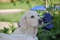 Sunny 6 Jahre alt