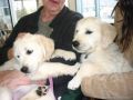 Prince and Jewel in Alaska