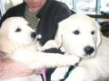 Prince and Jewel in Alaska