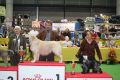 Brandon gewinnt die Gruppe 8