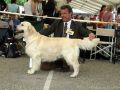 Brandon gewinnt auf der Eurodog in Tulln