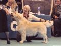 Brandon on Crufts 2009