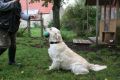 Bryan beim jagdlichen Training