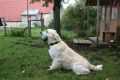 Bryan beim jagdlichen Training