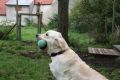 Bryan beim jagdlichen Training