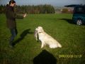 Bryan beim jagdlichen Training
