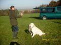 Bryan beim jagdlichen Training