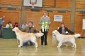 Bryan wird Best of Breed in Hoechstadt