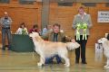 Bryan wird Best of Breed in Hoechstadt