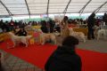 Bryan wird zweiter auf der World Club Dog Show of Retrievers in Bratislava