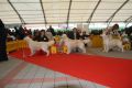 Bryan wird zweiter auf der World Club Dog Show of Retrievers in Bratislava