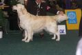 Bryan gewinnt auf der World Dog Show 2009 in Bratislava
