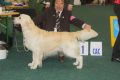 Bryan gewinnt auf der World Dog Show 2009 in Bratislava