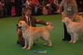 Bryan came second on CRUFTS