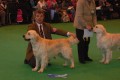 Bryan came second on CRUFTS