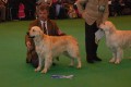 Bryan came second on CRUFTS