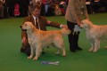 Bryan came second on CRUFTS