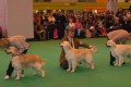 Bryan came second on CRUFTS