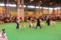 Bryan came second on CRUFTS