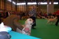 Bryan came second on CRUFTS