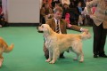 Bryan came second on CRUFTS