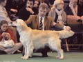 Bryan on Crufts 2009