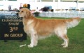 Eng. Ch. Catcombe Corblimey JW