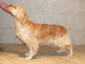Chinnordale Kalypso Kate