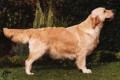 Eng. SH. CH. Stanroph Sierra Solitaire