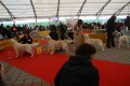 Bryan wird zweiter auf der World Club Dog Show of Retrievers in Bratislava