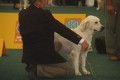 Thyler auf der World Dog Show 2009 in Bratislava