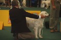 Thyler auf der World Dog Show 2009 in Bratislava