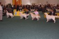 Thyler auf der World Dog Show 2009 in Bratislava