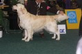 Bryan gewinnt auf der World Dog Show 2009 in Bratislava