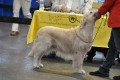 Smokey bei der Beurteilung in Friedrichshafen