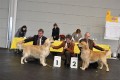 Johnny CACIB und Sequins Suvan Res. CACIB in Friedrichshafen
