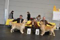 Johnny CACIB und Sequins Suvan Res. CACIB in Friedrichshafen