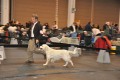Kenny bei der Beurteilung in Friedrichshafen 