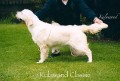 Kulawand Classic