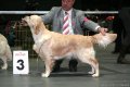 Stella auf der CACIB in Offenburg