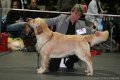 Rocky auf der CACIB in Offenburg