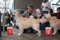 Bryan auf der CACIB in München