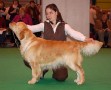 Even auf der CRUFTS 2009 - 3ter Platz