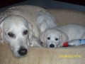 Queenie und Tiffany