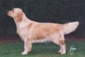 Sh. Ch. Stanroph Solar Flame 