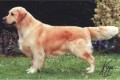 CH Stanroph Shogun