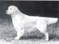 CH Bramhills Pied Piper at Almerak 
