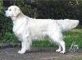 CH Wheatcroft Ice Diamond 