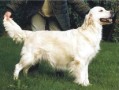 Shadowfax Gabriella 
