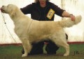 Gunhills Dancing Dream of Wheatcroft 